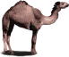 :camel: