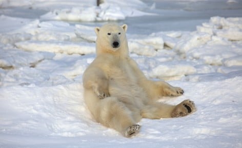 Polar_Bear_relaxing