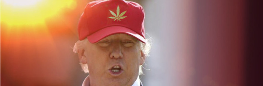 trump_marijuana