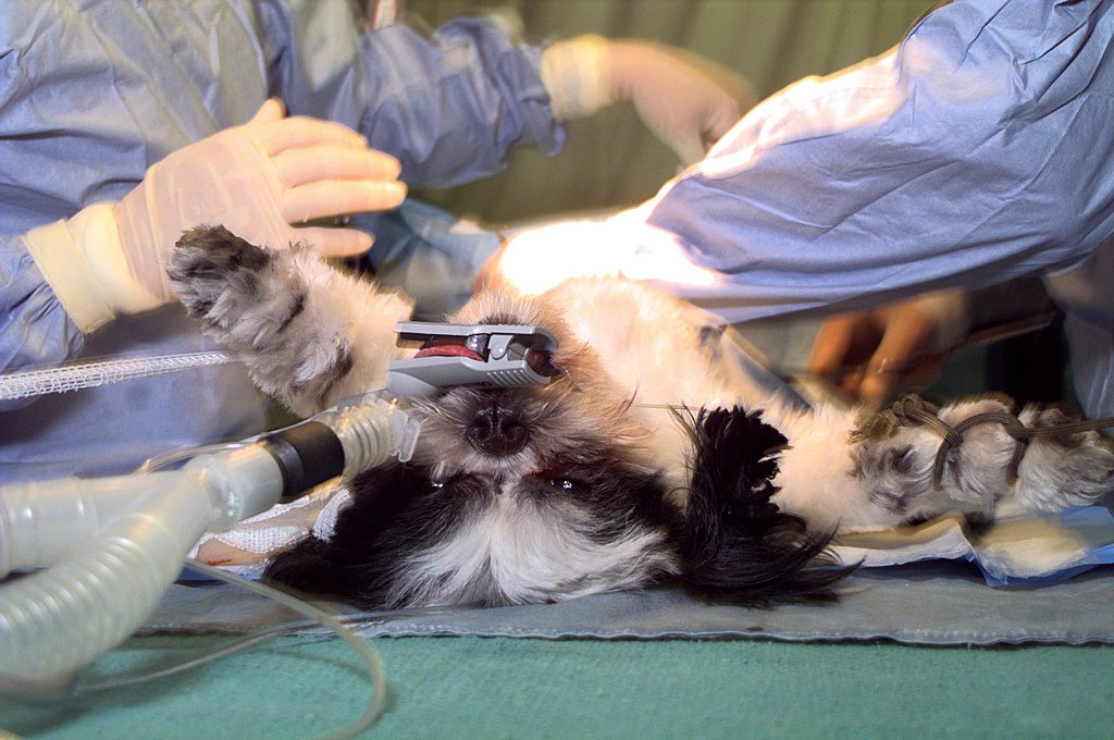 gender reassignment surgery for dogs
